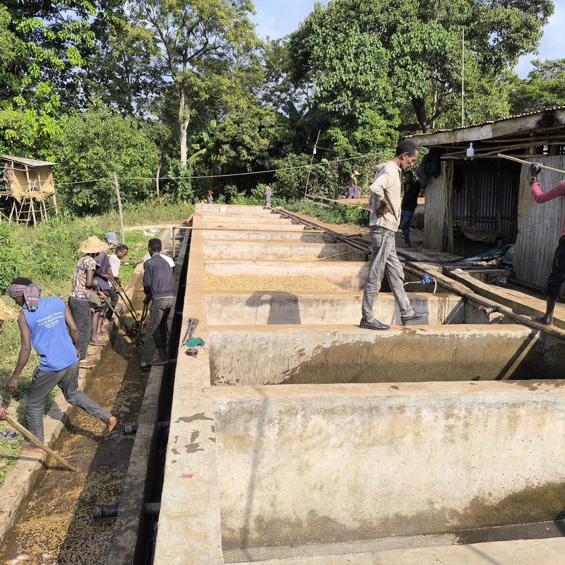 Washing coffee on our Yirgachefe site