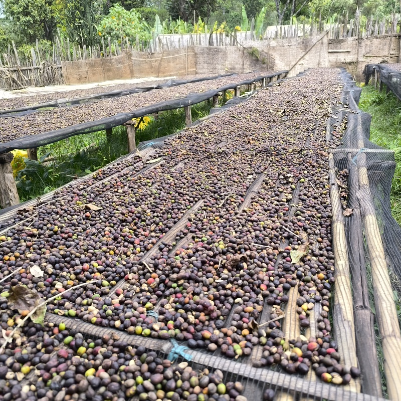Naturally processed coffee being sun dried